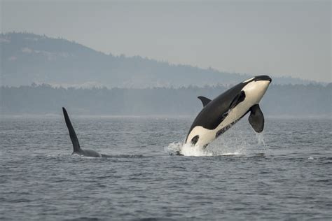 Southern Resident Killer Whale Facts — Seadoc Society