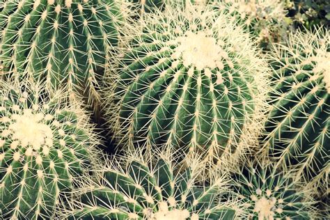 Pads small with short thick needle spines. 50+ Great Needles Photos · Pexels · Free Stock Photos