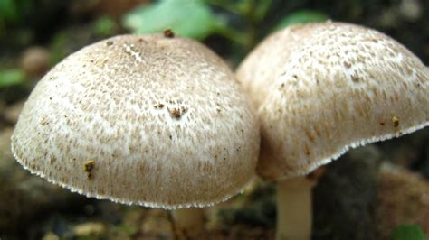 Edible Shrooms Mushroom Hunting And Identification