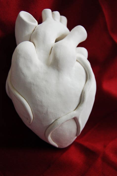 3d Model Human Heart Human Heart Heart Pottery Heart Anatomy Images