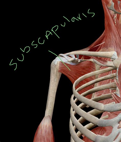 Subscapularis Muscle Muscle Anatomy Medical Anatomy Human Body Anatomy