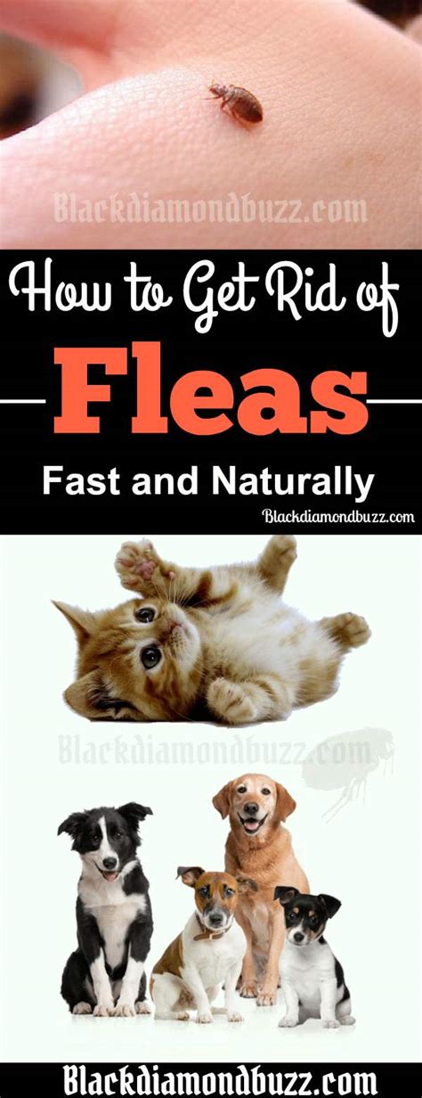 How To Get Rid Of Fleas Fast In The Home On Dogs And Cats Naturally