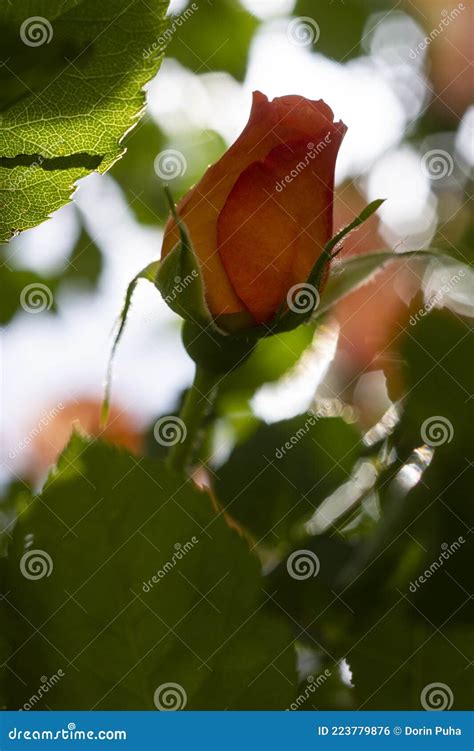 Beautiful Orange Rose Bud Close Up Stock Photo Image Of Close Rose