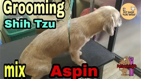 Do you know the meaning of the main surnames? Grooming Shih Tzu mix Aspin - Summer Cut | Pet Grooming Ph ...