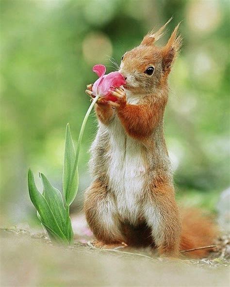 Spring Smells So Sweet Photo By Julianradwildlife Cute Animals