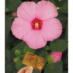 Rhubarb and asparagus come back year after year, growing larger and larger and do not need to be replanted every year like other vegetables hibiscus need water everyday. Hibiscus Newbiscus - 2 Plants