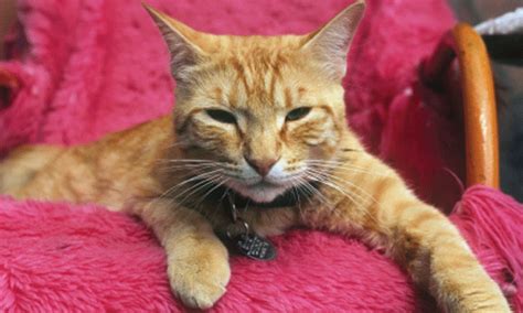 768 x 1075 jpeg 115 кб. Weight Loss, Polyphagia, & Ataxia in a Cat | Clinician's Brief