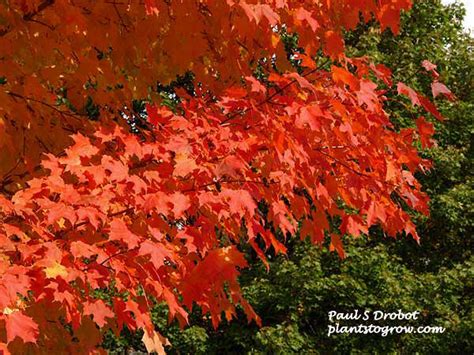 3 to 8 native range: | Plants To Grow Plants Database by Paul S. Drobot