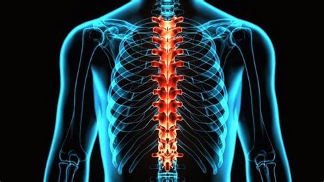 Thoracic Spinal Cord Injury What To Expect And How To Recover