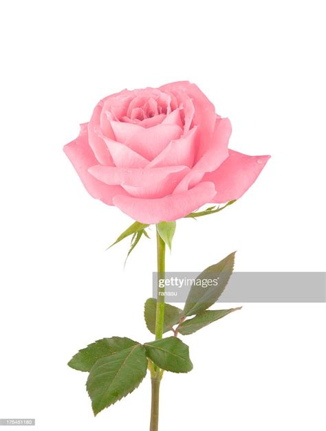 Pink Rose High Res Stock Photo Getty Images