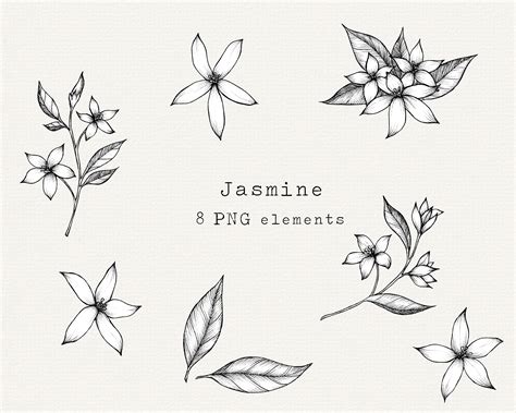 Jasmine Hand Drawn - Etsy