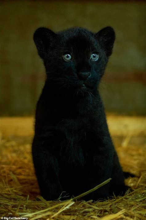 Adorable Rare Black Jaguar Cub Is Just Born At Big Cat Sanctuary In