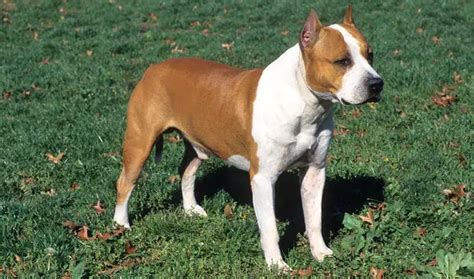 American Staffordshire Terrier Info Temperament Puppies Pictures