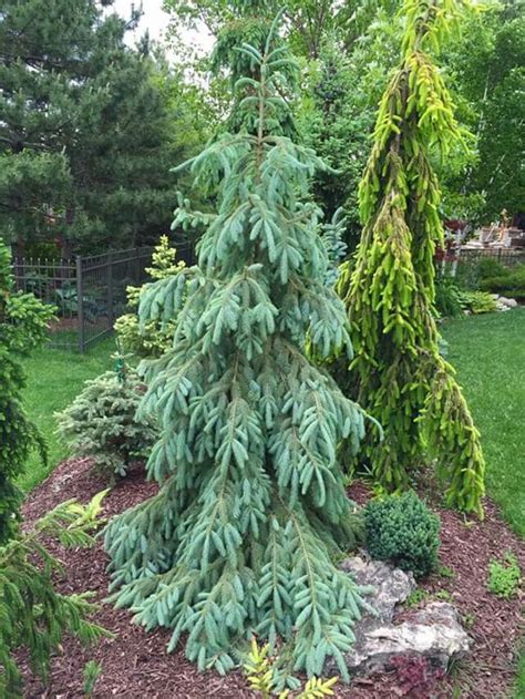 Narrow Evergreen Trees For Year Round Privacy In Small Yards Artofit