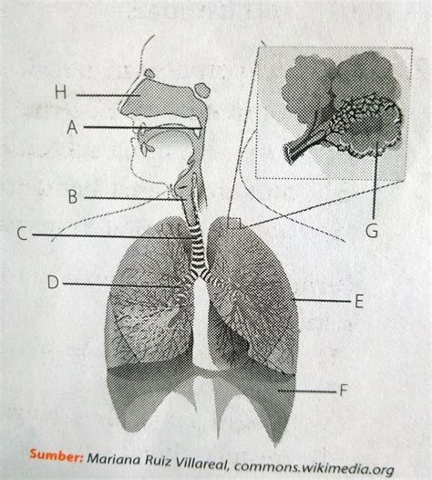 Perhatikan Gambar Sistem Pernapasan Berikut Organ Riset