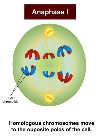 Anaphase In Mitosis And Meiosis Anaphase I Ii Microbe Notes