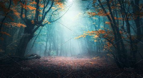 Mystical Forest In Fog In Autumn By Den Belitsky On Creativemarket