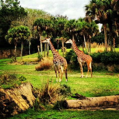 Giraffes Disney Animal Kingdom Animal Kingdom Disney Disney Animals