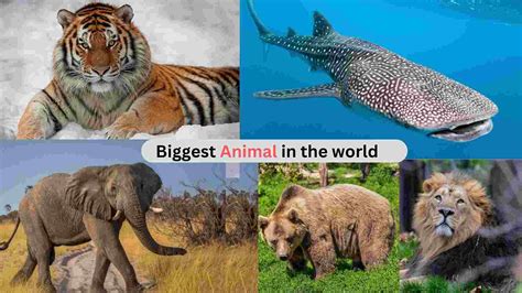 दुनिया के पाँच सबसे बड़े जानवरfive Largest Animals In The World 🌍