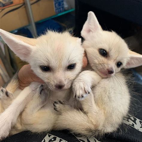 Fennec Fox Fennec Fox For Sale Exotic Animals For Sale Price