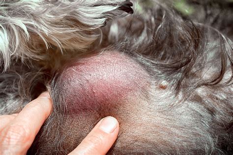 What Is The Lump Under My Dogs Skin Heres What You Should Know