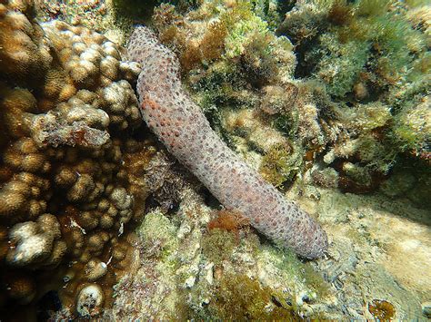 Heroes Of The Beach Sea Cucumbers — Norfolk Islands Reef