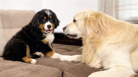 Golden Retriever Meets New Bernese Mountain Dog Puppy For The First