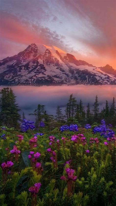 750x1334 Flowers Mountains Iphone 6 Iphone 6s Iphone 7 Hd 4k