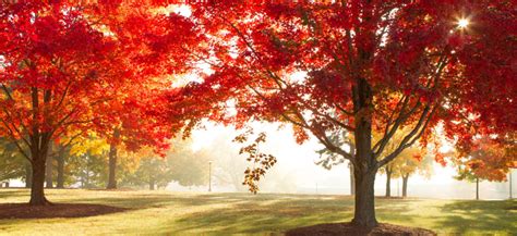 Oklahomas 2018 Fall Foliage Is Expected To Be Bright And Bold This Year