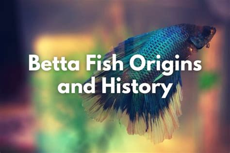 Betta Fish Personality Everything You Need To Know The Aqua Advisor