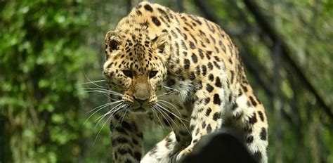 Amur Leopard Characteristics Diet Facts And More Fact Sheet