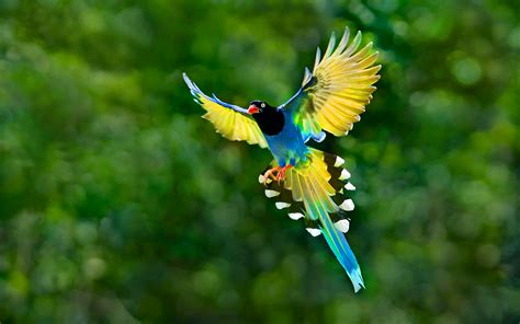 Colorful Toucan Bird Flying Spread Wings Tail Hd Desktop Backgrounds