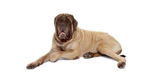 Discover The Largest Mastiff Ever A Z Animals