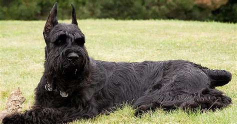 10 Best Large Dog Breeds That Dont Shed The Buzz Land