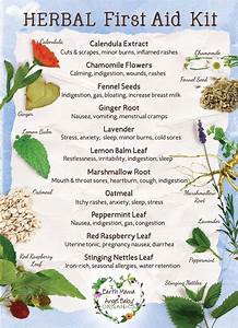 Your First Aid Kit Herbal Essentials Infographic