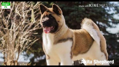 All About Akita Shepherd Dog Akita Shepherd Dog History Size