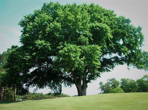 American Elm Tree Ulnus Americana Zone 8 Order Plants Online Mail