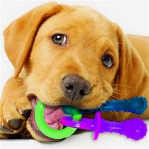 Just like babies, puppy teething can be an uncomfortable feeling for your pet. Nylabone flexible puppy teething pacifier - Surprise your pet