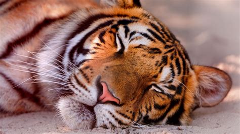 Wallpaper Tiger Predator Sleeping Muzzle Hd Picture Image