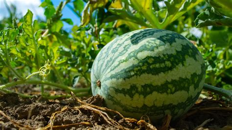 The Unexpected Reason Ancient Egyptians First Grew Watermelon