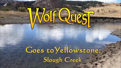 Wolfquest Goes To Yellowstone Slough Creek Youtube