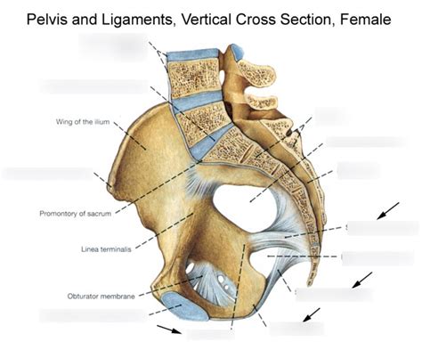 Female Pelvis And Ligaments Vertical Cross Section Diagram Quizlet My