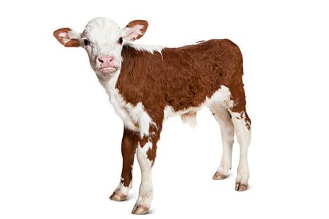 Calf Stock Photos Pictures And Royalty Free Images Istock