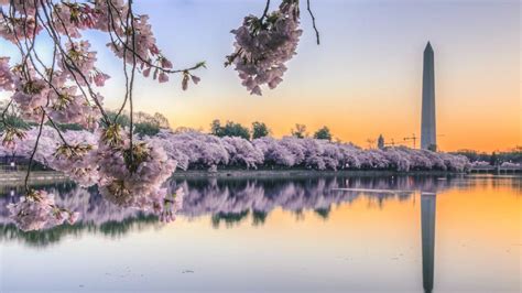 Top 5 Places To See The Worlds Best Cherry Blossoms Oversixty