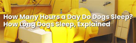 How Many Hours A Day Do Dogs Sleep How Long Dogs Sleep Explained