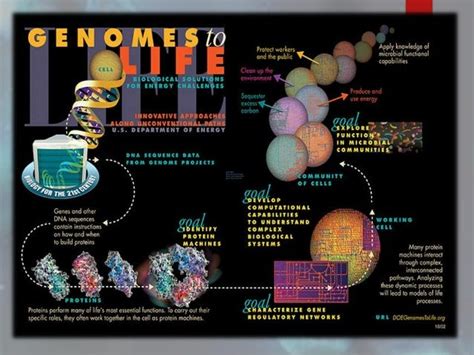 Yeast Genome