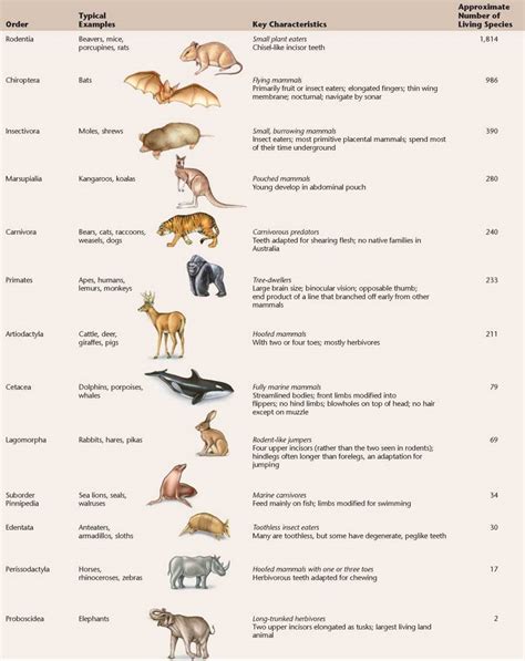 Other Characteristics Of Modern Mammals
