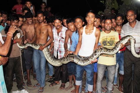 Villagers Save 20ft Python Struggling To Swallow Giant Goat In India