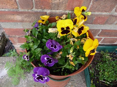 Winter Flowering Pansies P1440664 Still In Flower My Pot Flickr