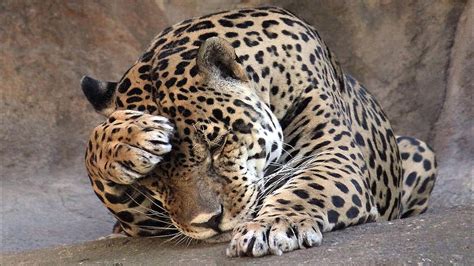Brown And Black Leopard Nature Animals Cat Hd Wallpaper Wallpaper